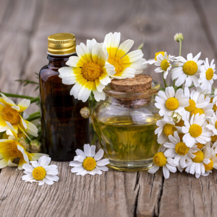 Essential oil in glass bottle with fresh chamomile flowers, beauty treatment.